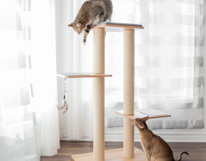BeOneBreed - KATT3EVO Plus