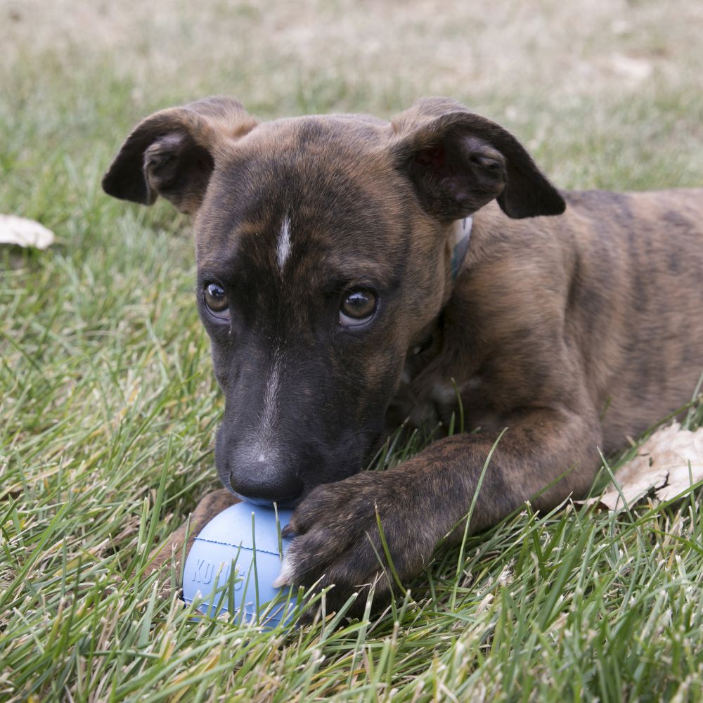 KONG -Puppy Ball