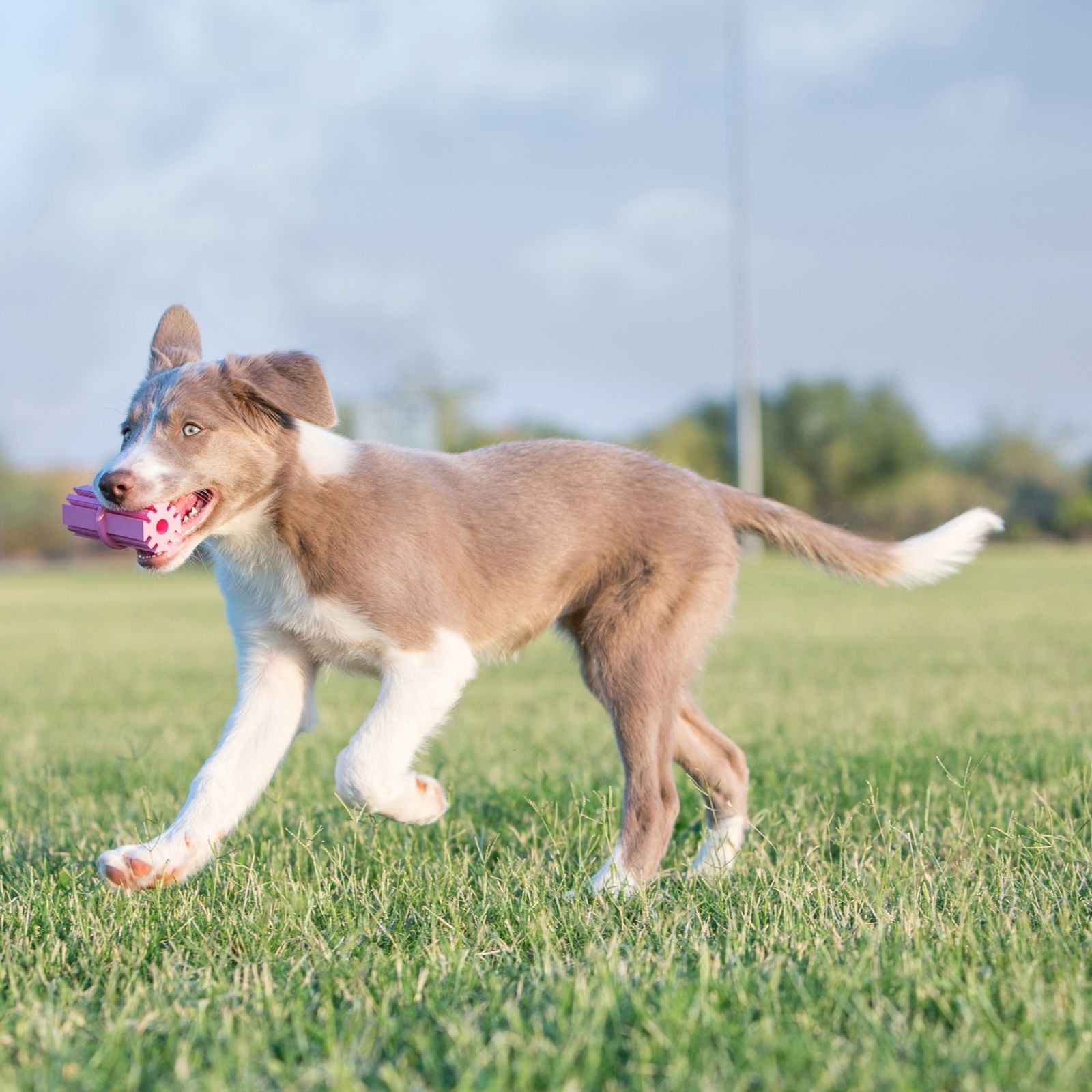 KONG - Teething Stick for Puppy